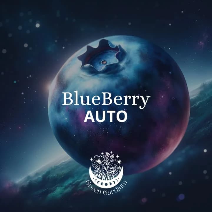 BlueBerry Auto