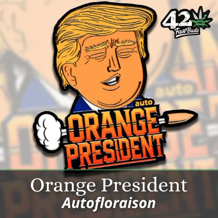 Orange President Auto