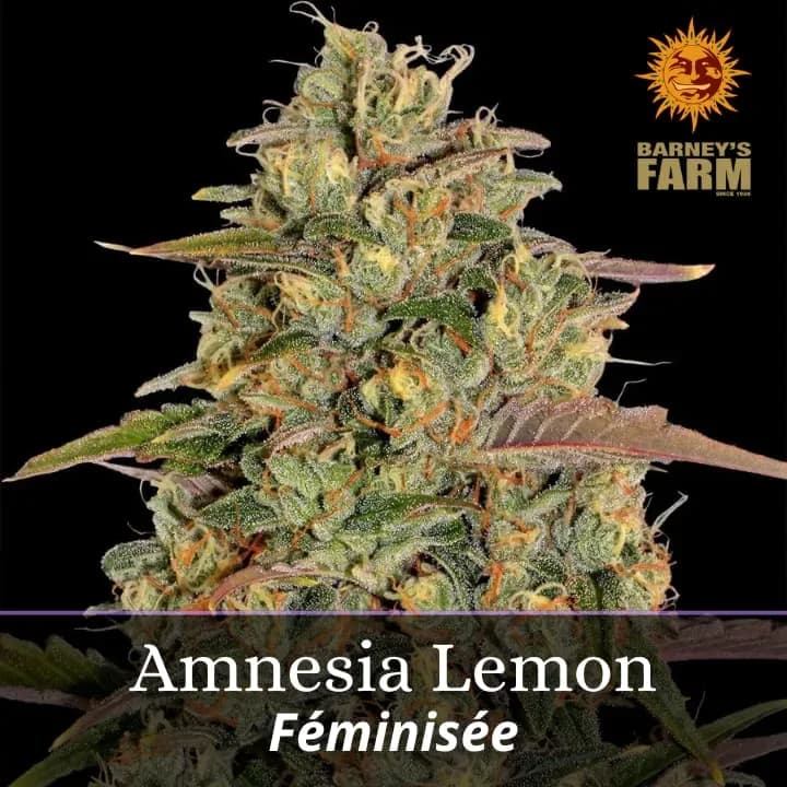 Amnesia Lemon