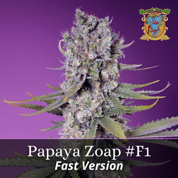 Papaya Zoap Fast Version PROMO