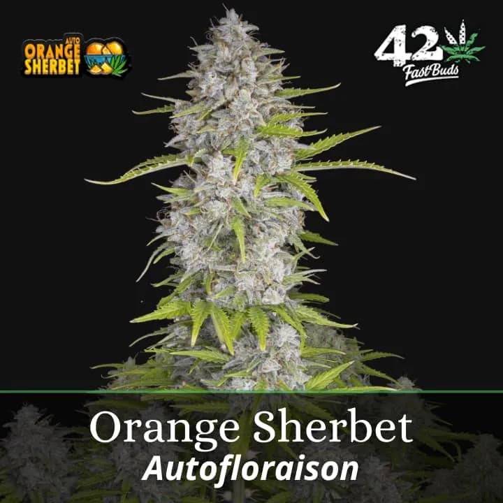 Orange Sherbet Auto