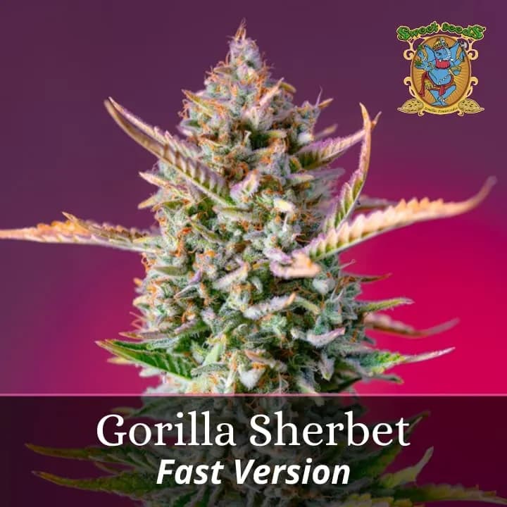 Gorilla Sherbet Fast Version PROMO