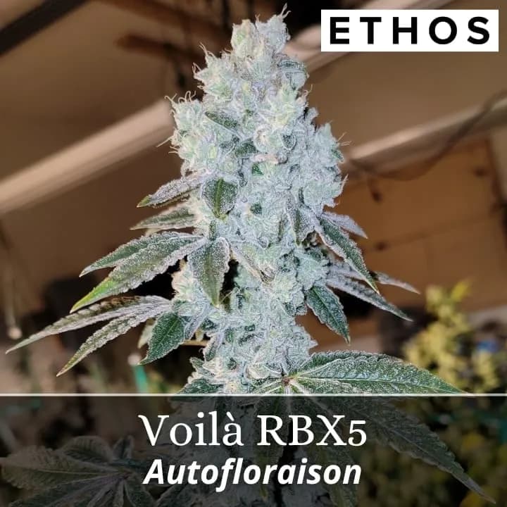 Voilà RBX5 Auto