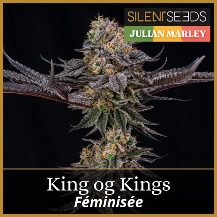 King Of Kings