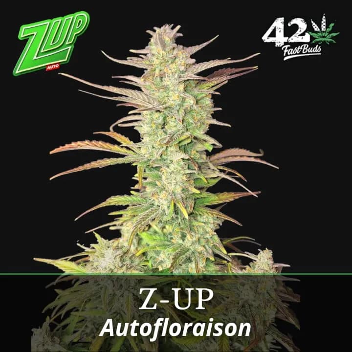 Z-UP Auto PROMO