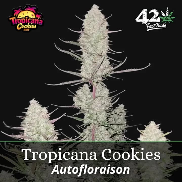 Tropicana Cookies Auto PROMO