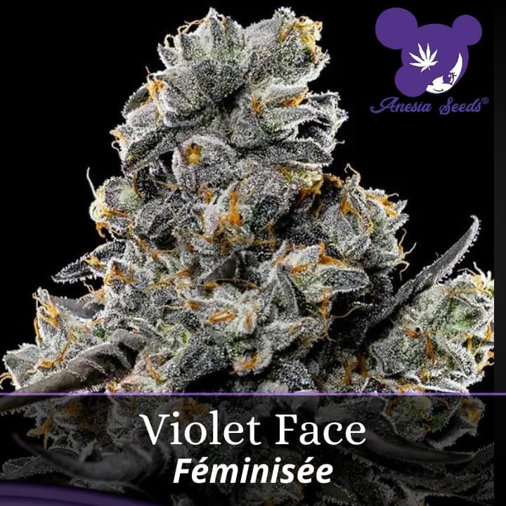 Violet Face