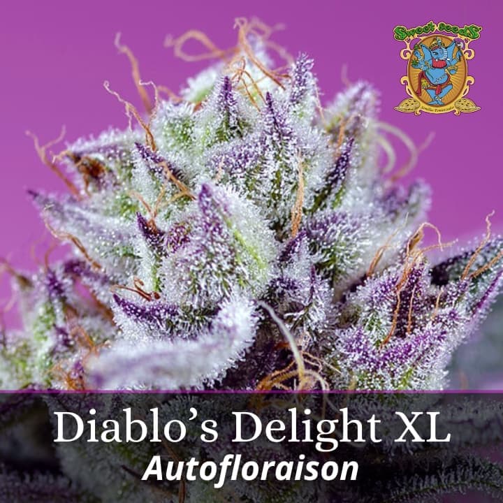 Diablo's Delight XL Auto PROMO