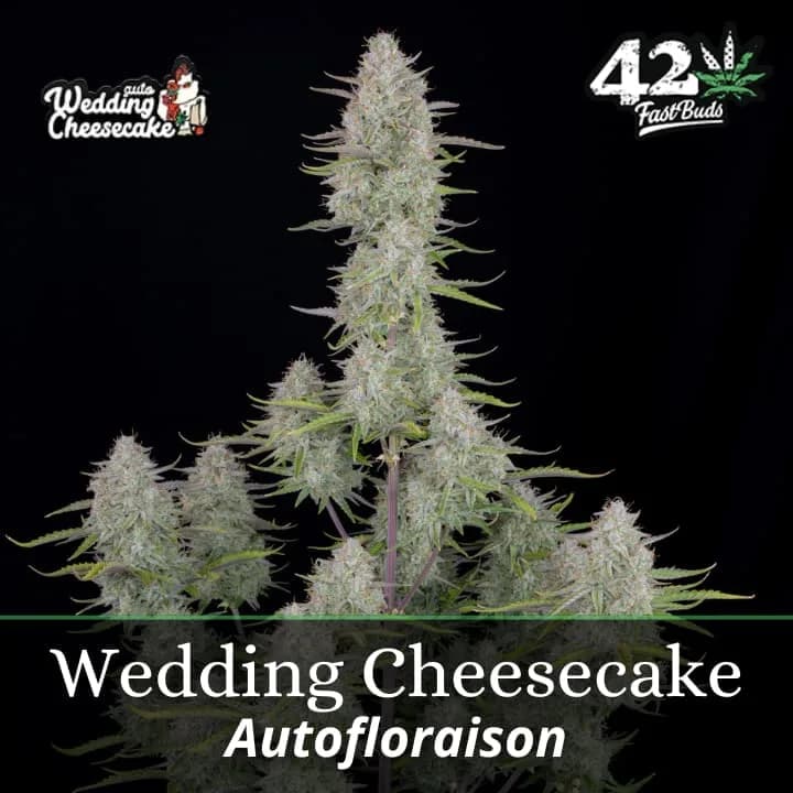 Wedding Cheesecake Auto PROMO