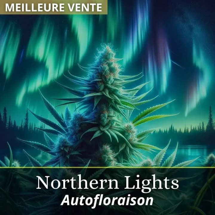 Northern Lights Auto