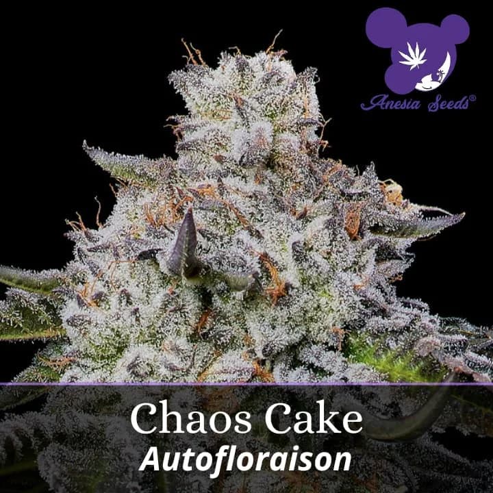 Chaos Cake Auto