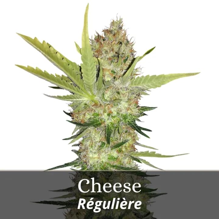 Cheese Régulière