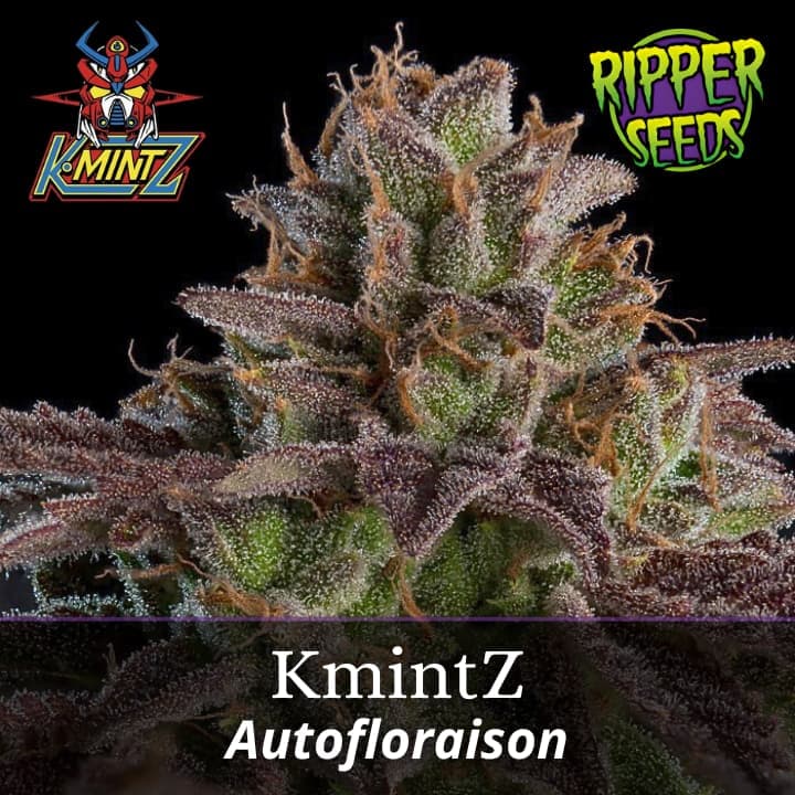 KmintZ Auto
