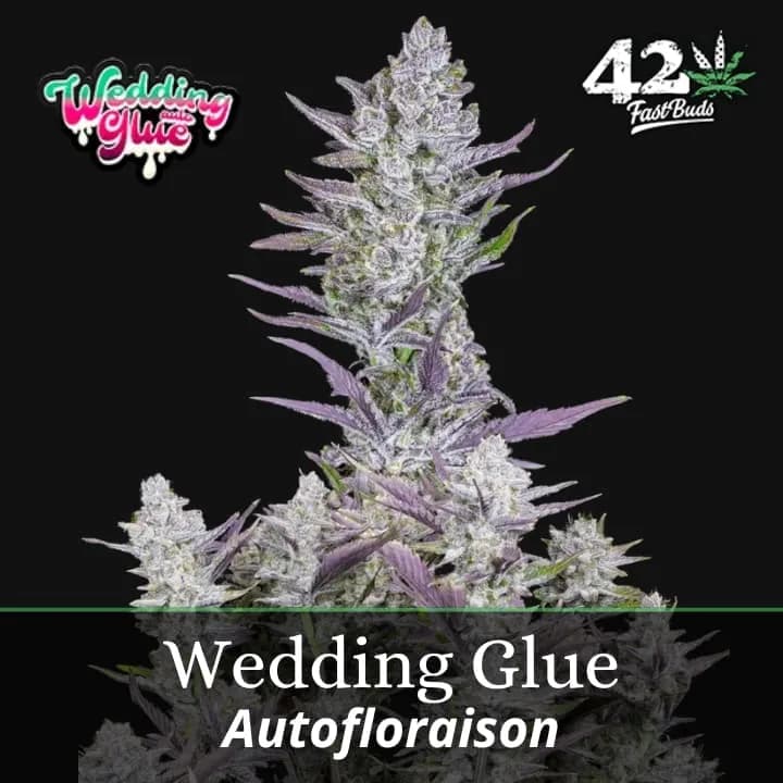 Wedding Glue Auto PROMO