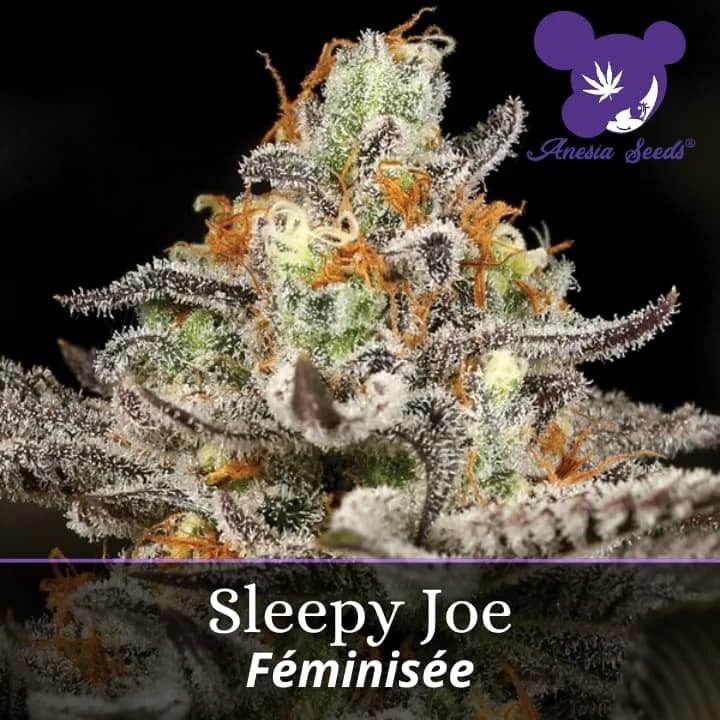 Sleepy Joe