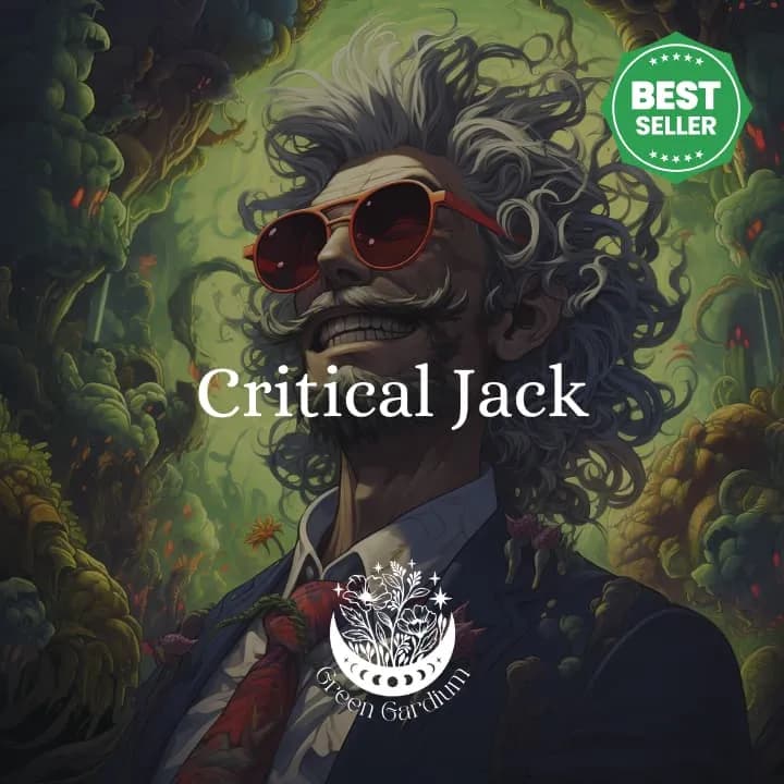 Critical Jack