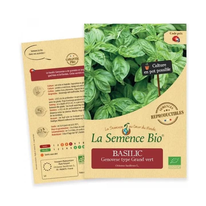 Basilic Genovese type Grand vert