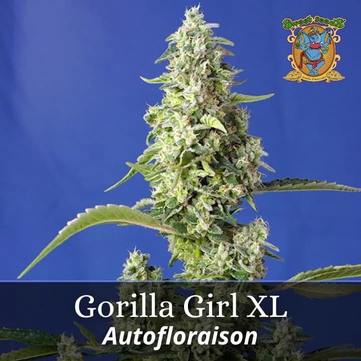 Gorilla Girl XL Auto PROMO