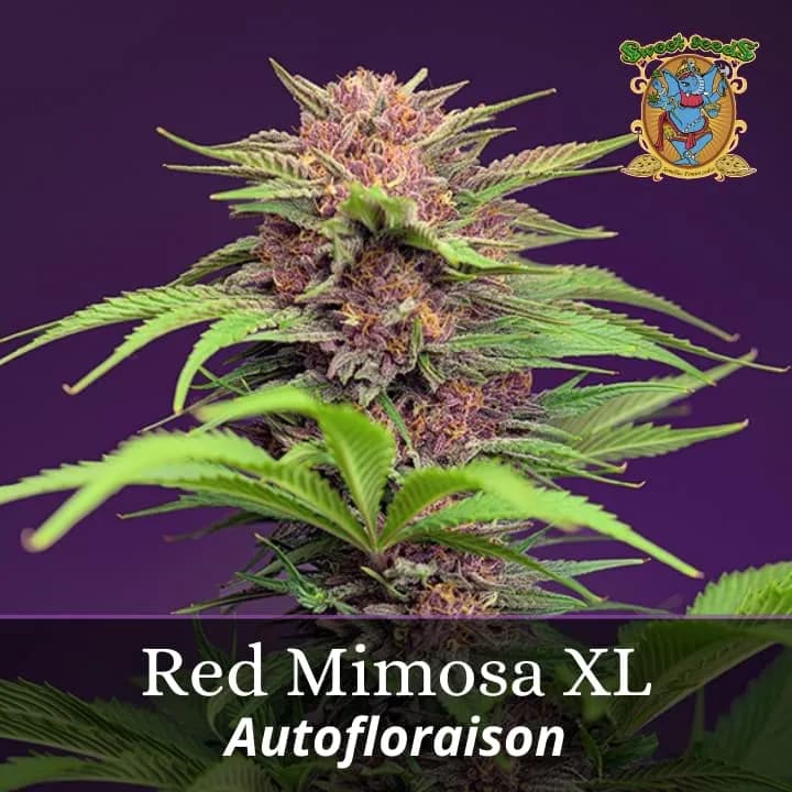 Red Mimosa XL Auto PROMO