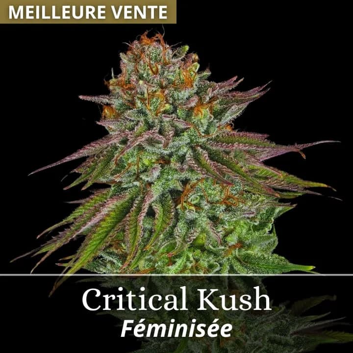 Critical Kush