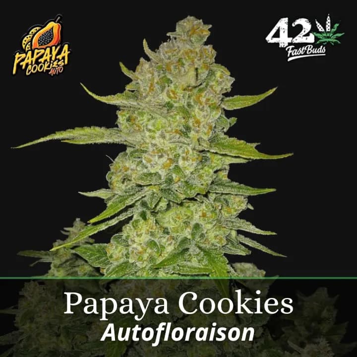 Papaya Cookies Auto PROMO