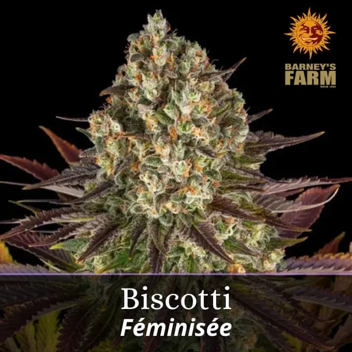 Biscotti