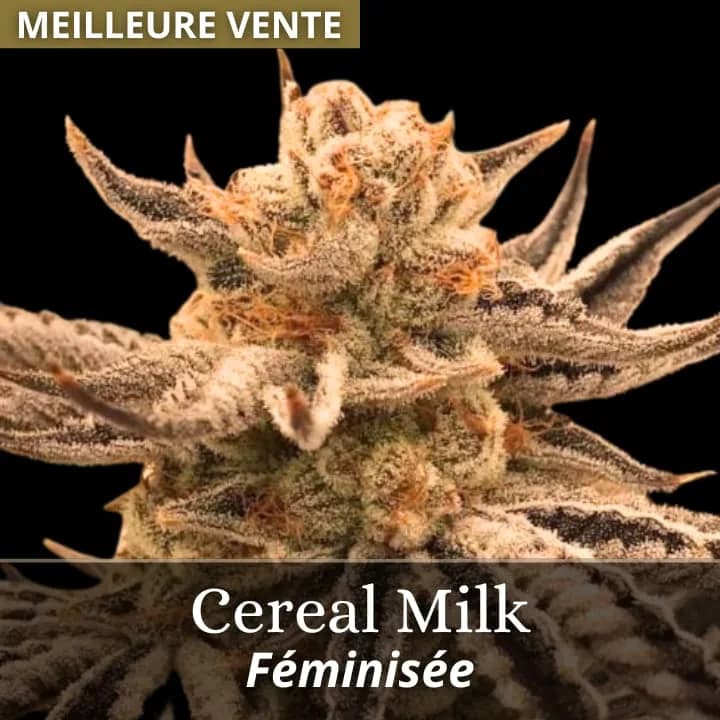 Cereal Milk