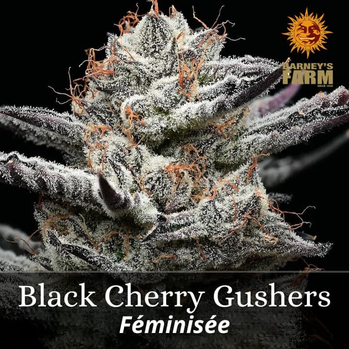 Black Cherry Gushers