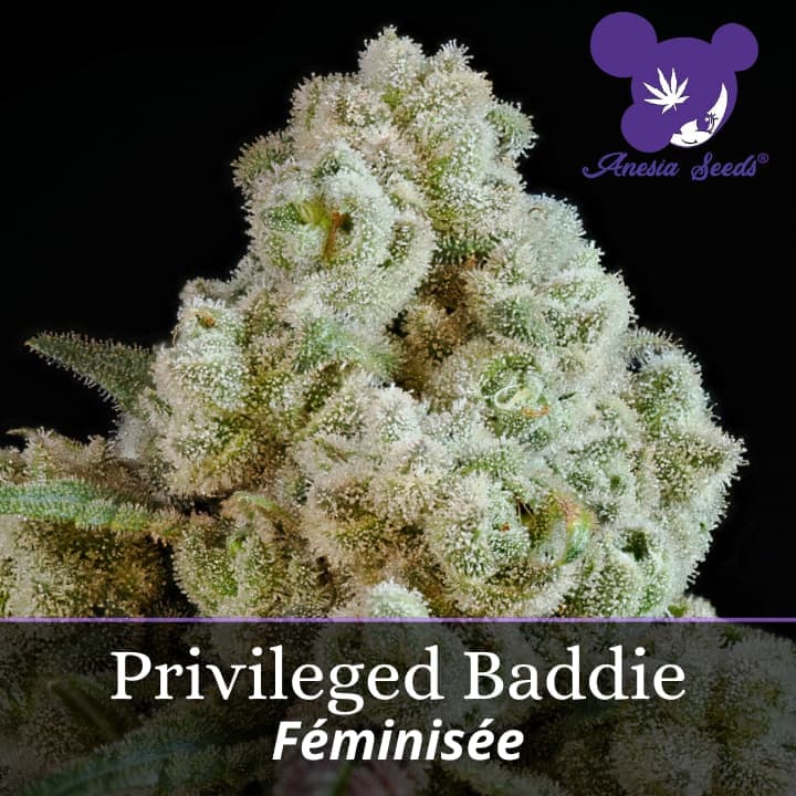 Privileged Baddie