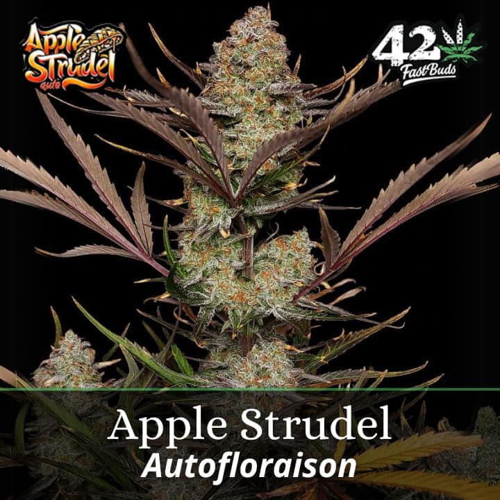 Apple Strudel Auto PROMO