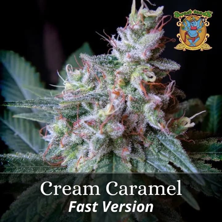 Cream Caramel Fast Version PROMO