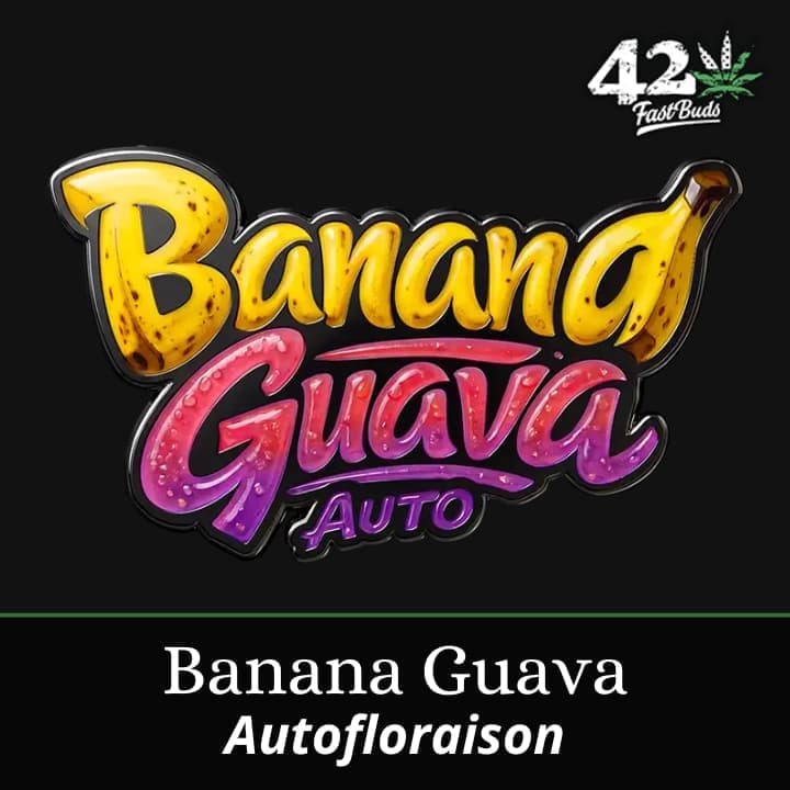 Banana Guava Auto PROMO