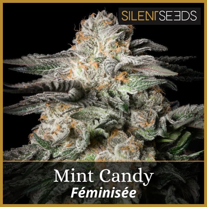 Mint Candy