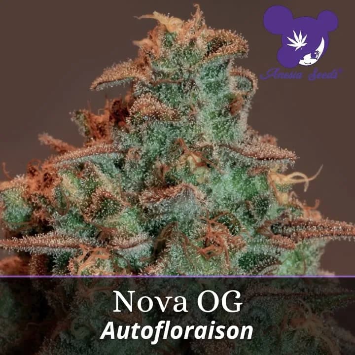 Nova OG Auto