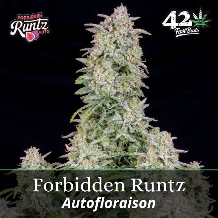 Forbidden Runtz Auto