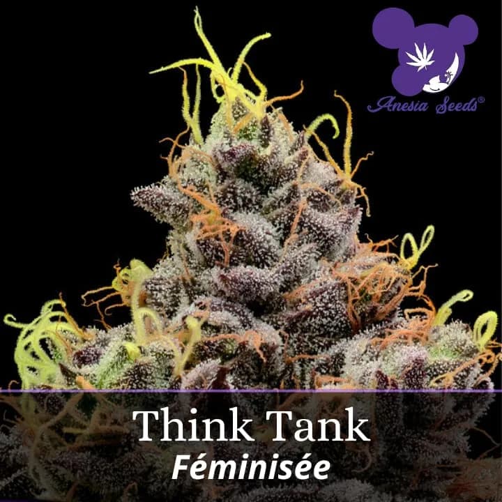 Think Tank
