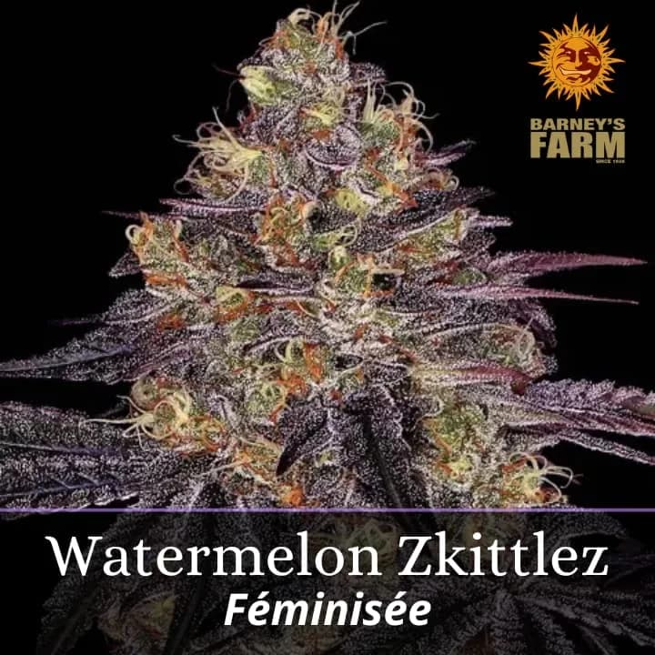 Watermelon Zkittlez