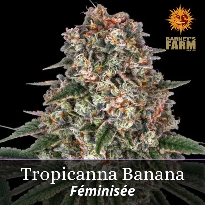 Tropicanna Banana