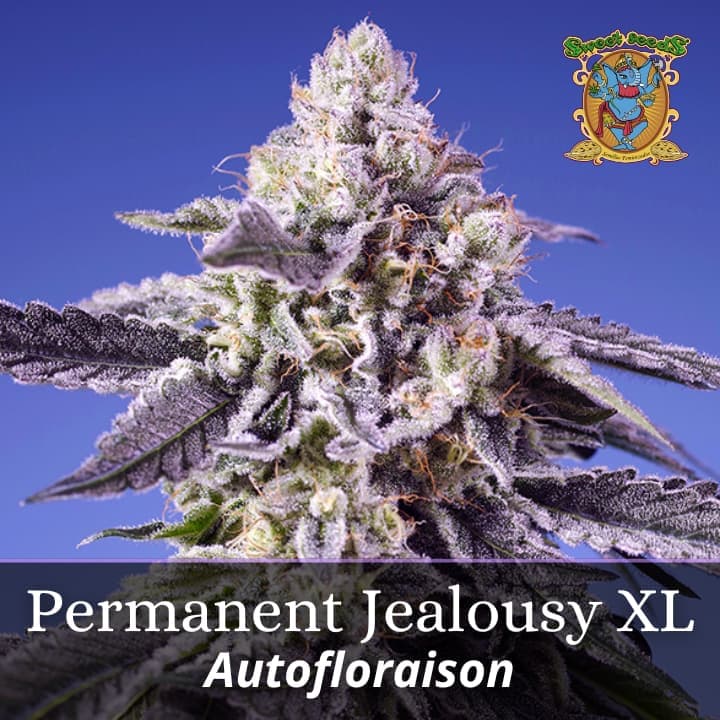 Permanent Jealousy XL Auto PROMO