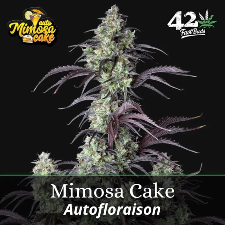 Mimosa Cake Auto