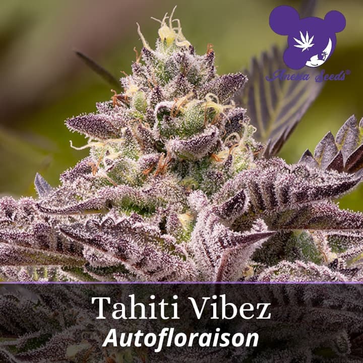 Tahiti Vibez Auto