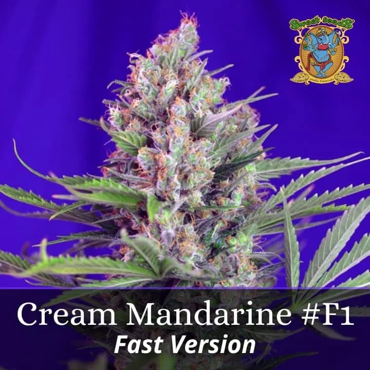 Cream Mandarine F1 Fast Version PROMO