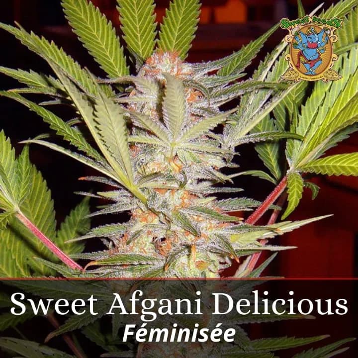 S.A.D. Sweet Afgani Delicious S1 Promo