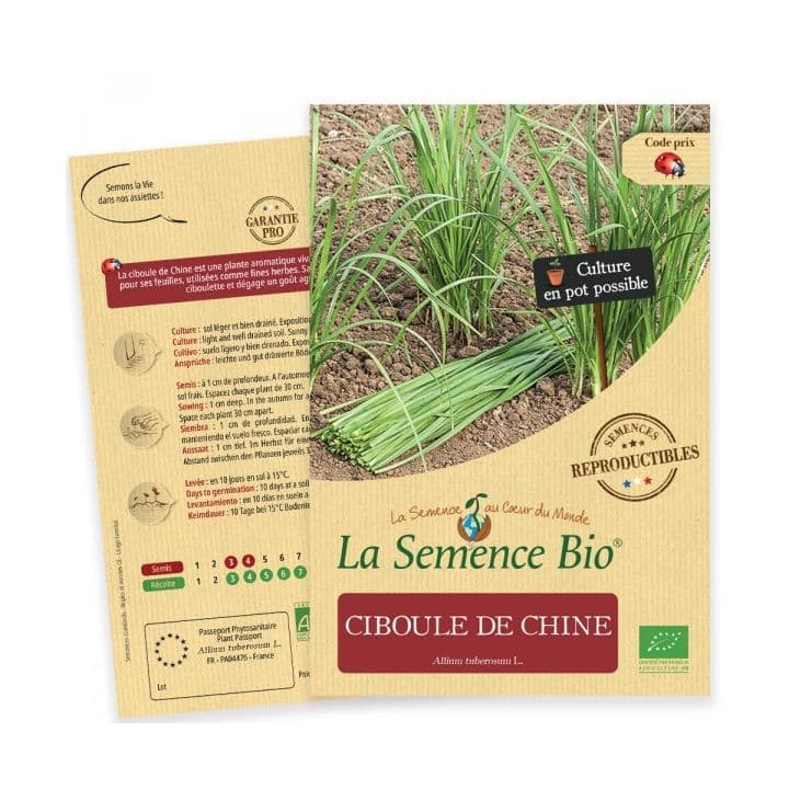 Ciboule de Chine
