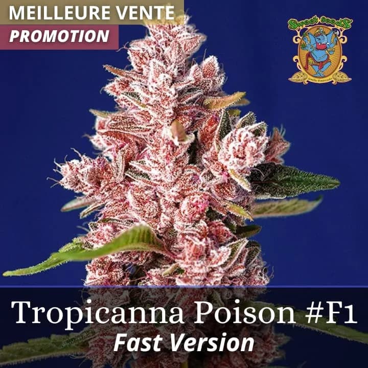 Tropicanna Poison F1 Fast Version PROMO