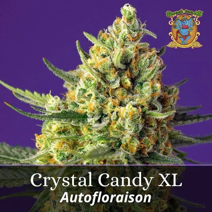Crystal Candy XL Auto Promo