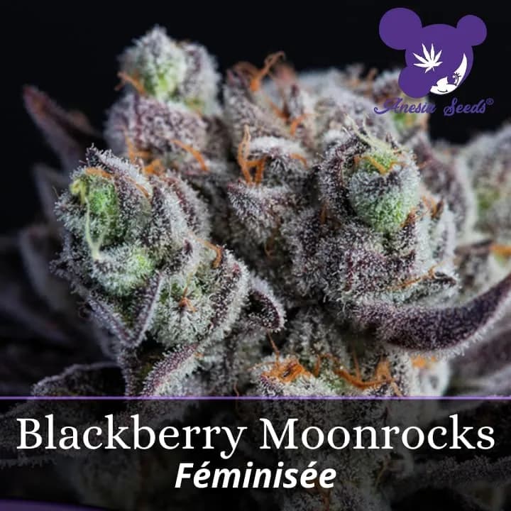 Blackberry Moonrocks