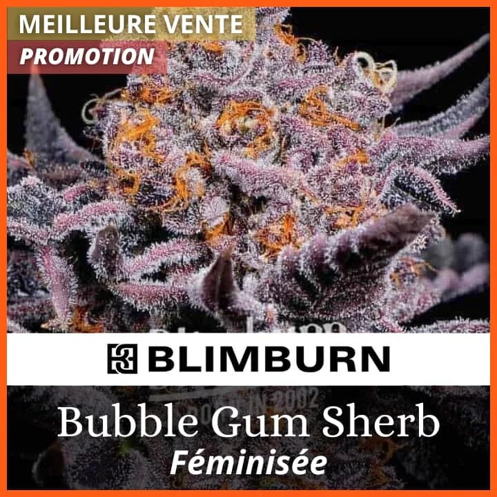 Bubble Gum Sherb PROMO