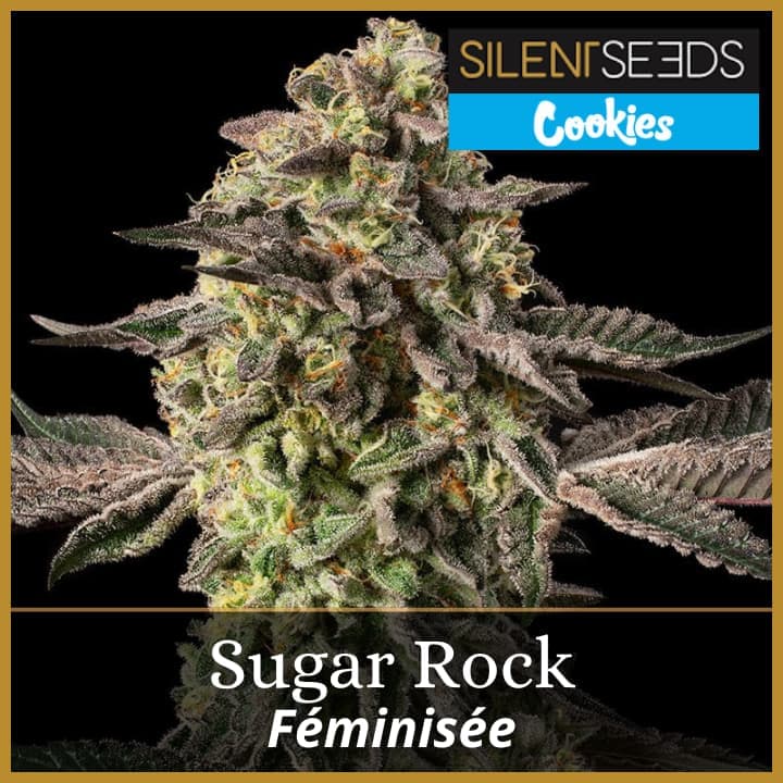 Sugar Rock