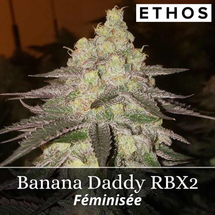 Banana Daddy RBX2 Auto